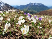 32 Crocus vernus (Zafferano maggiore) e Scilla bifolia (Scilla silvestre) con vista in Alben